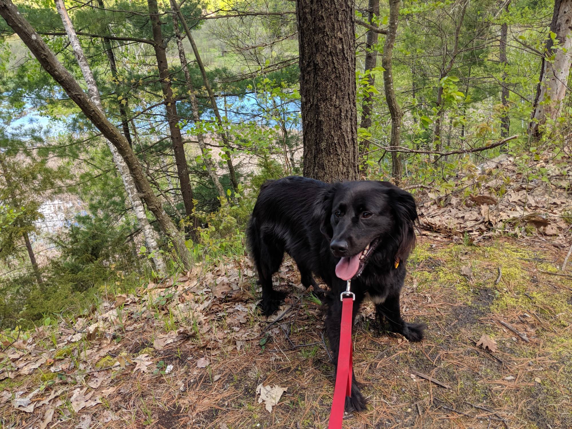dog on lease in wooded environment
